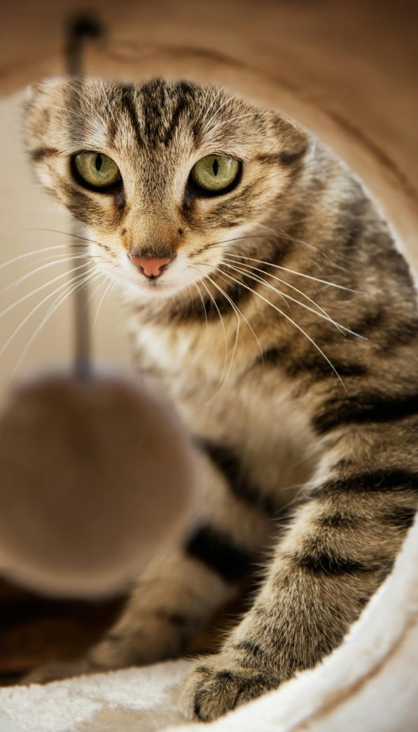 Adopter un chat à l'animalerie des Serres d'angresse entre Capbreton et Tyrosse