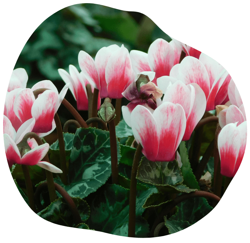 Cyclamens Landais