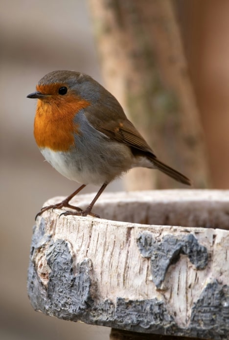 Les oiseaux du jardin