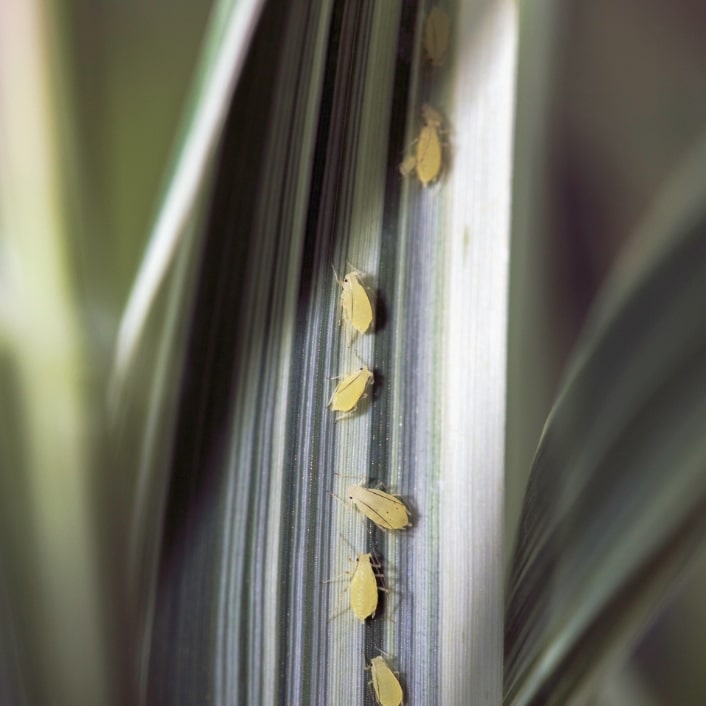 Vaincre les insectes aux serres d'angresse